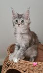 Maine Coon Kattungar med stamtavla 