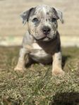 American Bully Classic/ Standard Valp