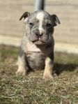 American Bully Classic/ Standard Valp