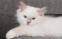Ragdoll Kattunge med stamtavla - leveransklar