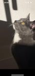 Charmig och kärleksfull katt söker nytt hem