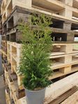 Thuja  40-45 cm Närodlad från egen odling