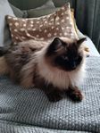 Ragdoll Hona