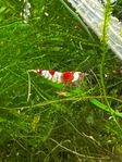 Crystal red-räka