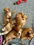 Cockerpoo