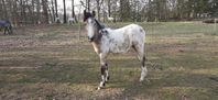 Wayas White Pepper, Appaloosa Åring