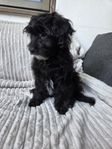 Yorkshireterrier/Pudel