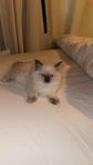 Renrasig ragdoll kattunge
