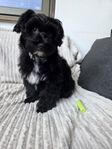 Yorkshireterrier/Pudel