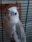 Cockatiel
