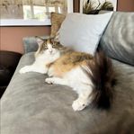 Kastrerad Norsk skogkatt