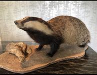 Vuxen grävling uppstoppad taxiderm vuxen