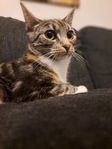 1år "gammal" social katt med tillbehör 