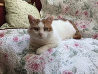Hemlöse katten Svennis söker hem i Skåne