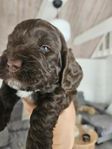Cockerpoo  valpar F1