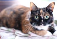 Fina katten Maria i Lund söker stabilt hem i Skåne