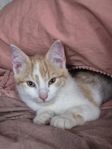 Kattunge, hane