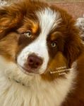 Miniature American Shepherd valpar