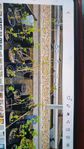 Syringa Alba 40 st