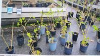 Syringa alba 15 st