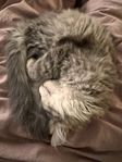 charmiga långhåriga kattungar 