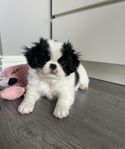 Japanese Chin SKK