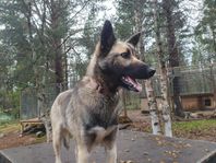 Alaskan Husky Tik
