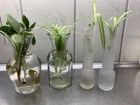 Sticklingar,Ampellilja o andra krukväxt. Palettbladsblomma