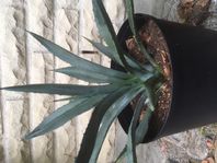 Agave 
