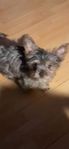 Yorkshireterrier - Valp (dvärg) 