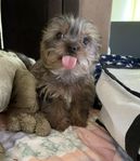 Yorkshireterrier - Valp (dvärg) 