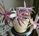 Blomstervagga rosa