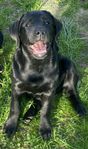 Labradorvalp 