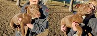Valpar Schäfer/Doggo canorio och American Bully XL mix