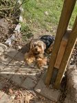 Yorkshireterrier 
