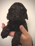 Cockerpoo valpar F1 