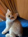 sälja brittiska kattungar