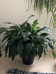 växer levande- spatniphyllum
