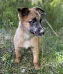 Malinois valpar