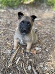 Malinois valpar