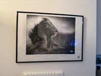 lejon konst fotografiska 50x70