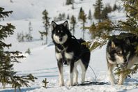 Alaskan malamute