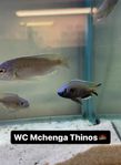 Malawi ciklider ” mchenga thinos ” F1