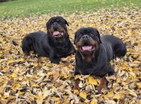 Rottweiler valpar XXL på utlänska linjer 