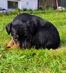 Tysk Jaktterrier valpar 