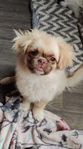 Tibetansk spaniel 