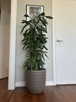 Stor fin Dracena (inomhusväxt)
