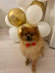 Pomeranian