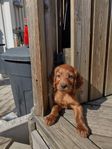 Fröken Vit Aoife-setter