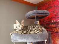 Bengal Katt